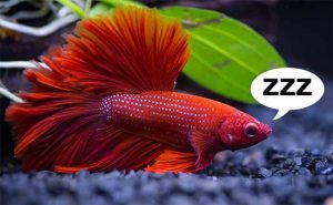Do Betta Fish Sleep? Are They Nocturnal?