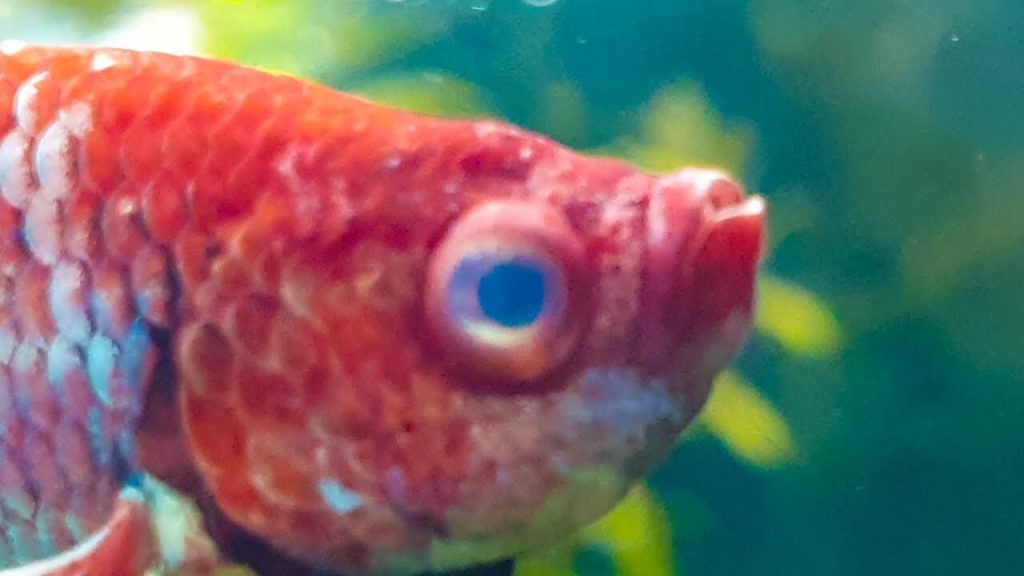 Eye Cloud in Betta Fish