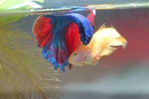 Step by Step Guide to Breeding Betta Fish