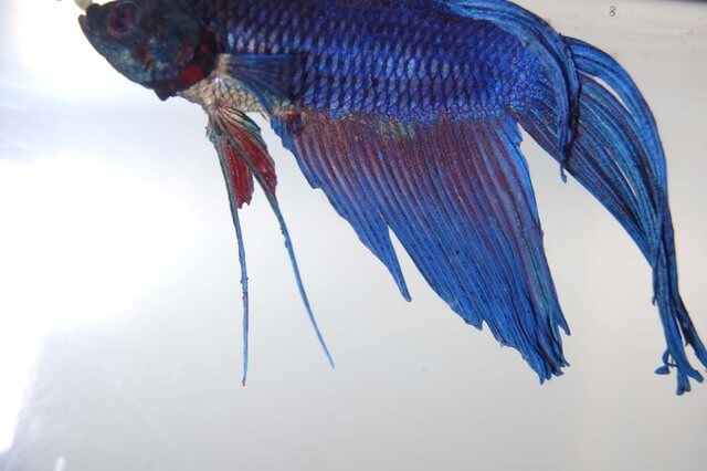 Inflamed Gills in Betta Fish