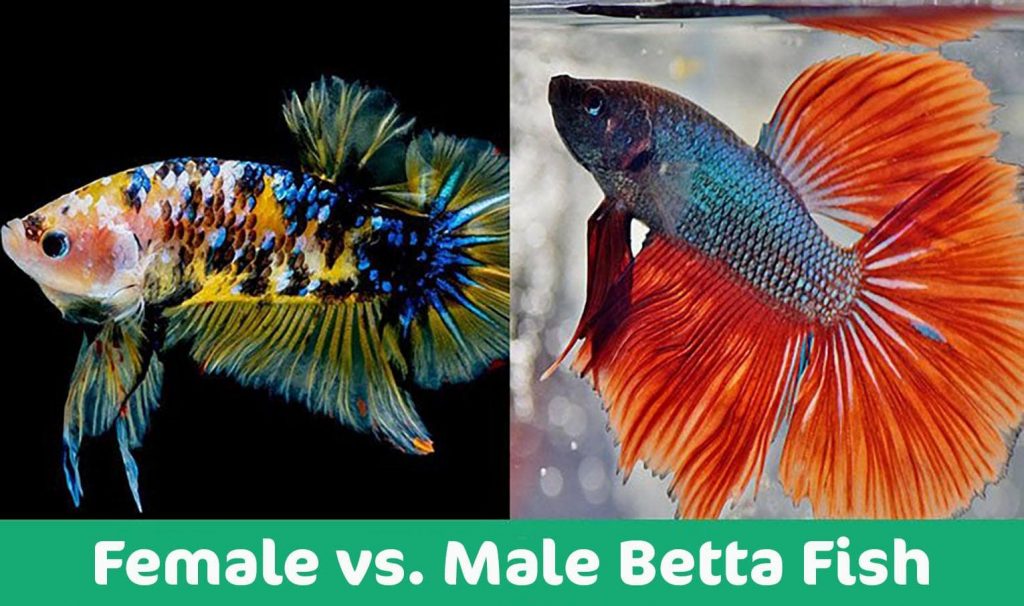 Male Vs Female Betta Fish: Differences & Personality