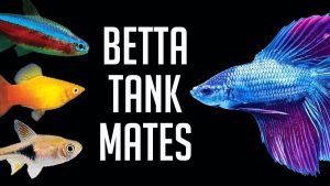 Betta Tank Mates