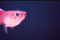 13 Best Fish To Breed For Profit