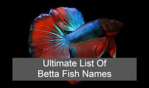 Different List Names and Types of Betta Fish In 2022