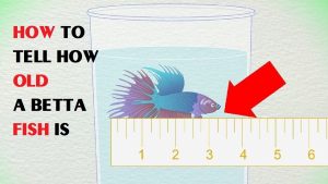 Betta Fish Lifespan: How Long do Betta Fish Live?