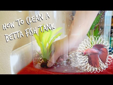 How To Clean a Betta Fish Tank: 11 Easy Step By Step Guide