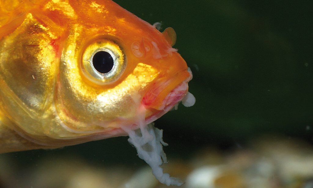 How to Treat Mouth Rot in Fish