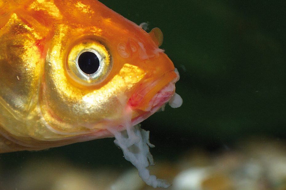 How-to-Treat-Mouth-Rot-in-Fish