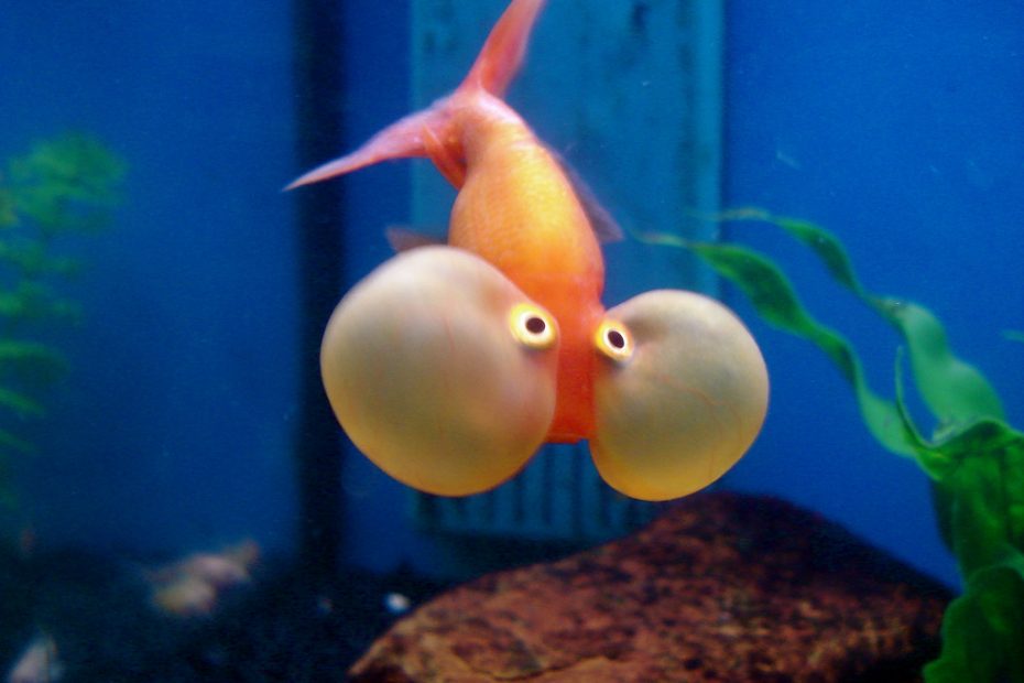 20+ Chubby & Puffy Cheek Fish (Pictures)