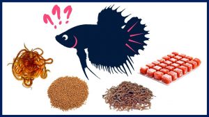 Feeding: What Do Betta Fish Eat?