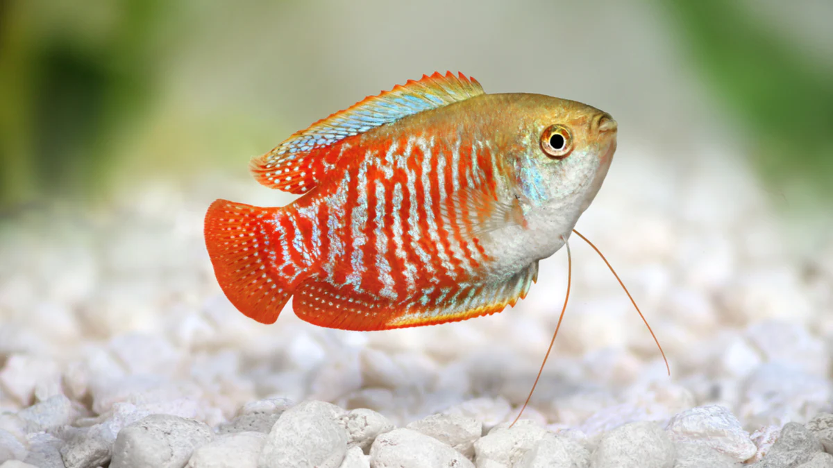 Gouramis Fish