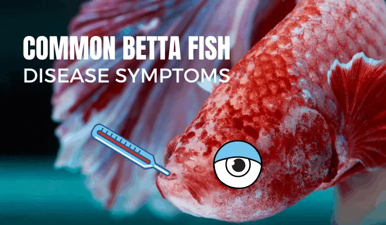 20 Betta Fish Diseases: Cause, Symptoms, Prevention & Treatment In 2023 ( With Pictures)