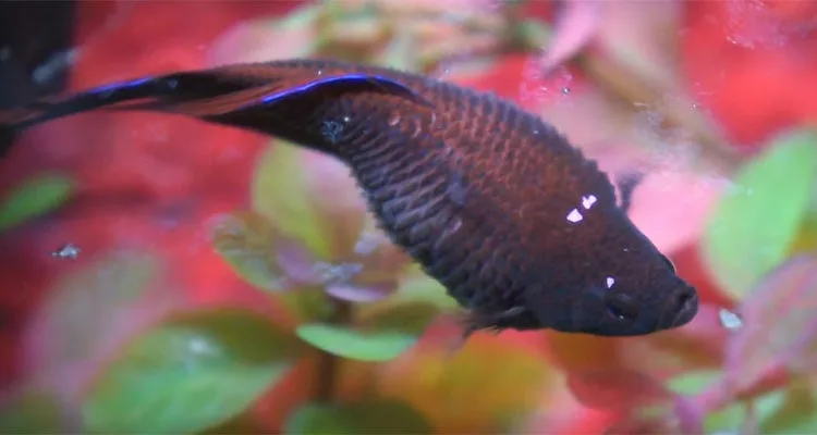 Dropsy on Betta Fish: Cause, Symptoms, Prevention and Treatment