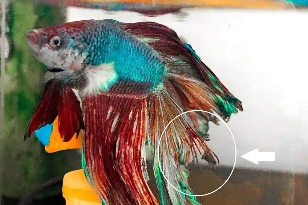 Fin and tail rot on Betta Fish: Cause, Symptoms, Prevention and Treatment