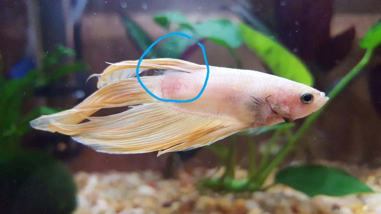 What is The White Fuzzy Stuff on My Betta Fish?