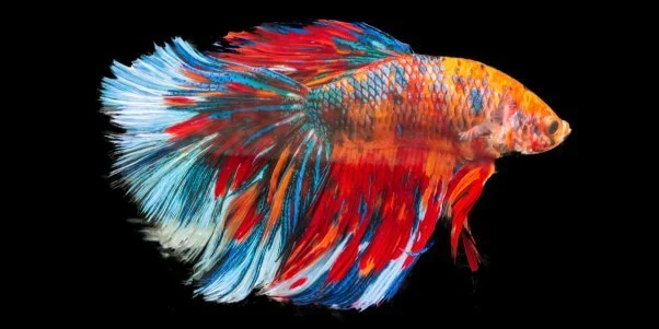 What Does It Mean When You See A Betta Fish In Your Dream?