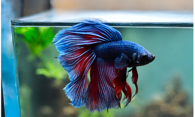 Betta Fish Staying at the Top of the Tank photo