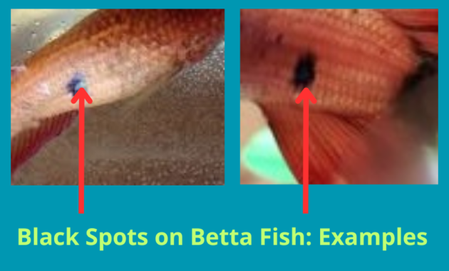 Black Spots on Betta Fish Examples
