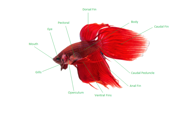 External Anatomy of a Betta Fish