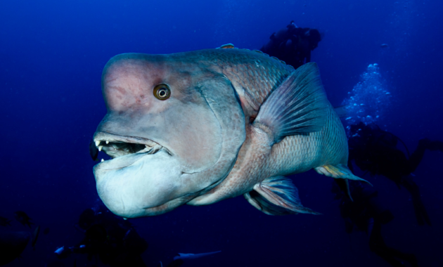 Fish With Buck Teeth - Sheepshead Fish