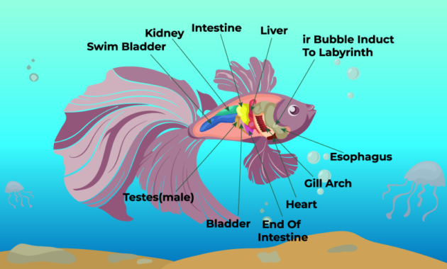 Internal-The-Anatomy-of-a-Betta-Fish