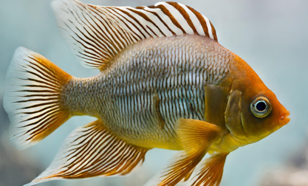 Papio Fish in aquarium 2024