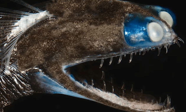 Telescopefish gigantura Chuni photo