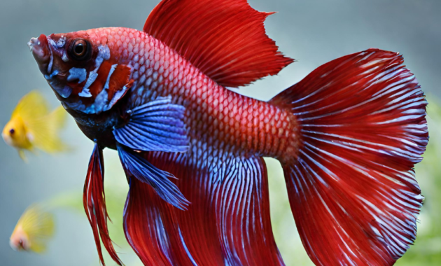 how long can a betta fish go without food photo