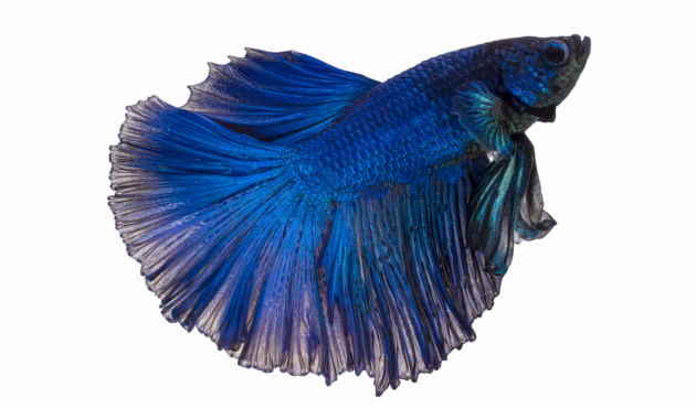 Avatar Betta Fish photo