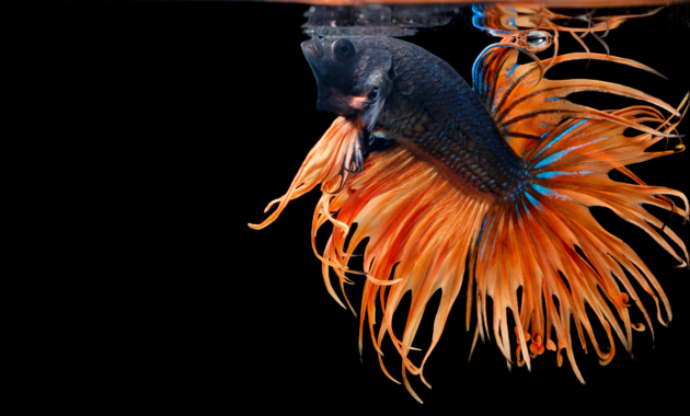 betta fish king crowntail photo
