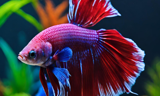 nitrate levels for betta fish 2024