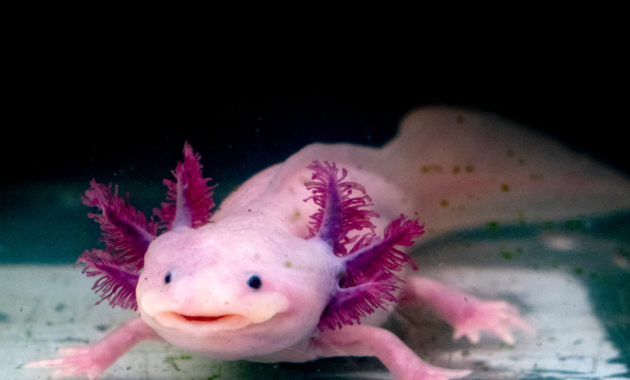 Axolotls photo